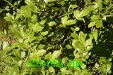 Blätter Poncirus trifoliata